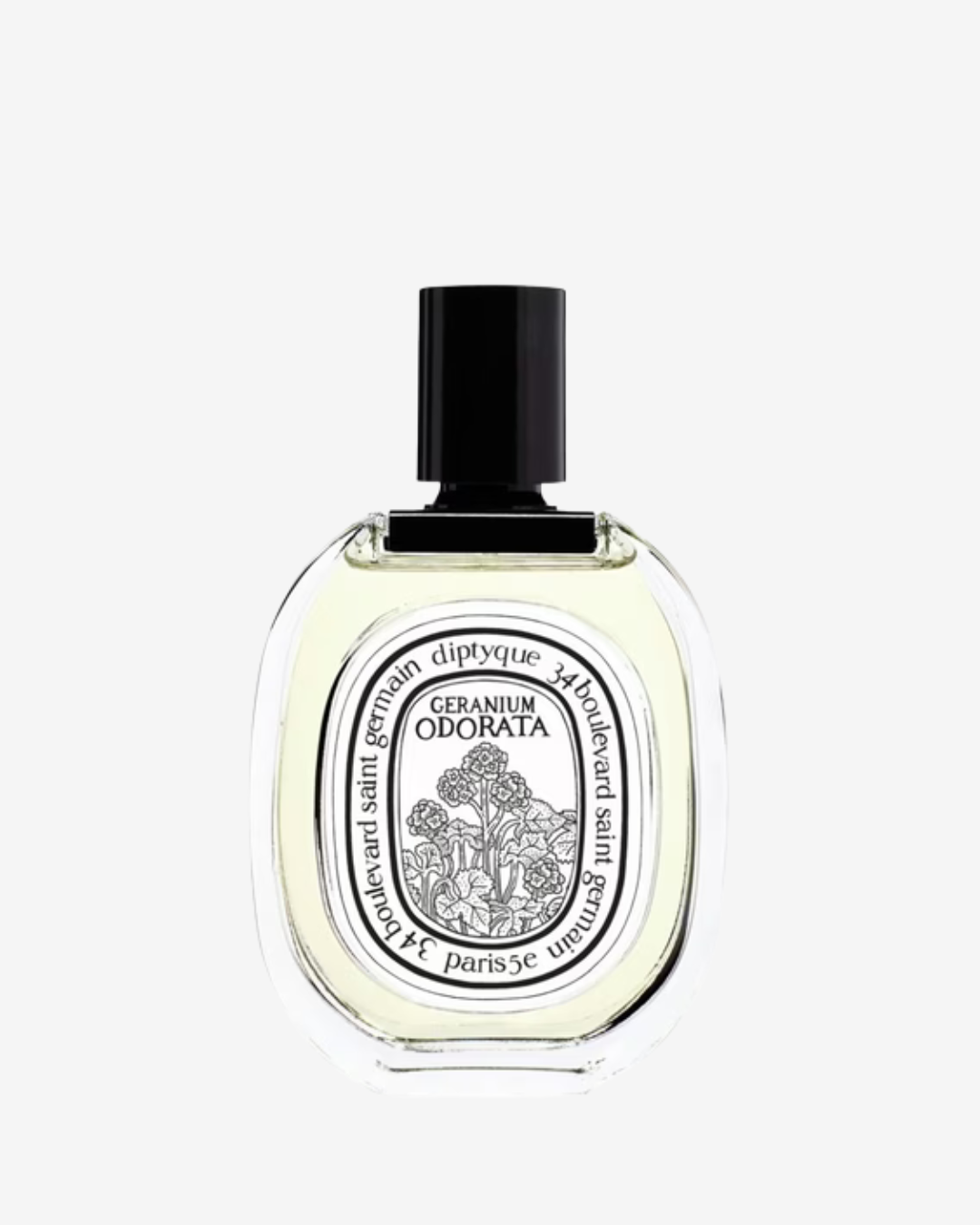 L4H 2 Fragrance Geranium Odorata - Image 1